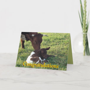 Pinzgauer cow&calf-fertigen jede mögliche karte