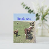 Pinzgauer Rinder 8371 leere Postkarte - anpassen (Stehend Vorderseite)