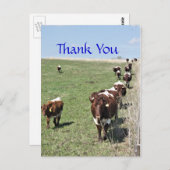 Pinzgauer Rinder 8371 leere Postkarte - anpassen (Vorne/Hinten)