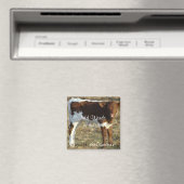 Pinzguar Calf Square Magnet - anpassen (In Situ (Geschirrspüler))