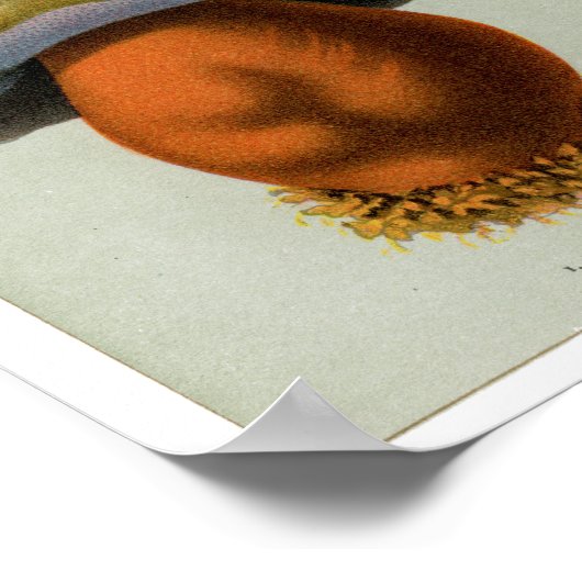 Piosonous Fungi - Pilze und Toadstocker Poster (Ecke)