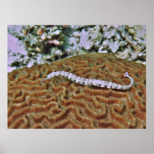 Pipefish auf Brain Coral Poster