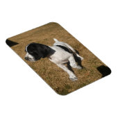 Piper Magnet (Rechte Seite)