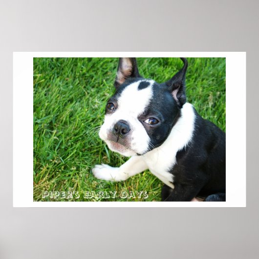 Pipers frühe Tage Poster (Vorne)