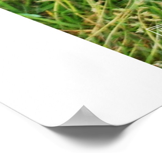 Pipers frühe Tage Poster (Ecke)