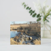 Pipeston, MN Postkarte (Stehend Vorderseite)