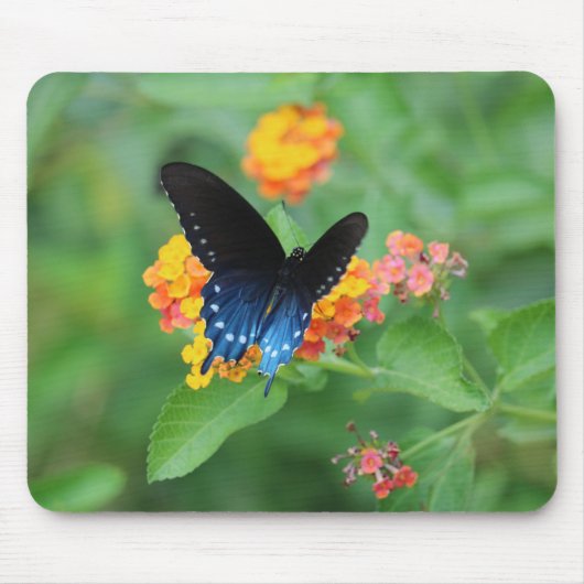 Pipevine/Blue Frack Butterfly auf der Blume Mousepad (Vorne)