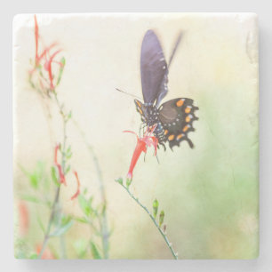 Pipevine Butterfly am Nachmittag Steinuntersetzer