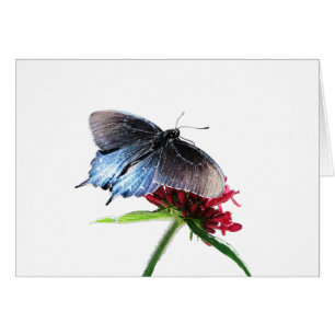 Pipevine Frack Butterfly