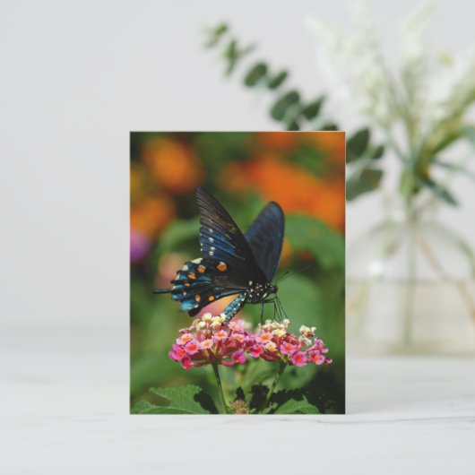 Pipevine Frack Butterfly Postkarte (Stehend Vorderseite)