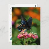 Pipevine Frack Butterfly Postkarte (Vorne/Hinten)