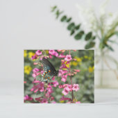 Pipevine Frack Butterfly Postkarte (Stehend Vorderseite)