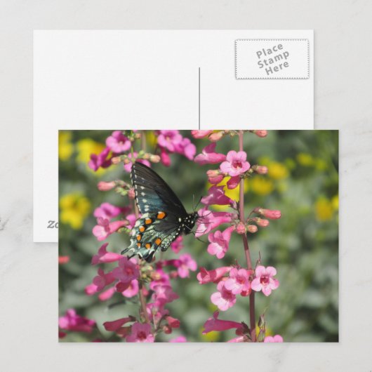 Pipevine Frack Butterfly Postkarte (Vorne/Hinten)