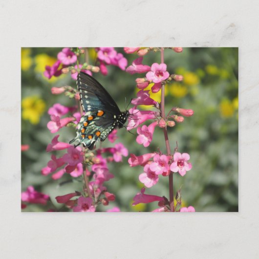 Pipevine Frack Butterfly Postkarte (Vorderseite)