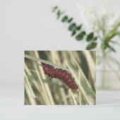 Pipevine Frack Butterfly Raupe Postkarte (Stehend Vorderseite)