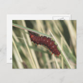 Pipevine Frack Butterfly Raupe Postkarte (Vorne/Hinten)