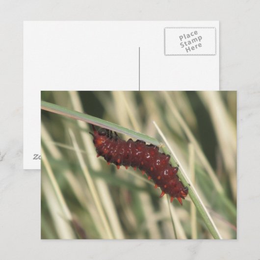 Pipevine Frack Butterfly Raupe Postkarte (Vorne/Hinten)