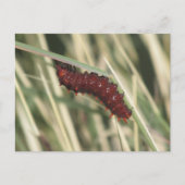 Pipevine Frack Butterfly Raupe Postkarte (Vorderseite)