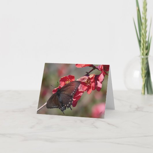 Pipevine Frack Card Karte (Vorderseite)