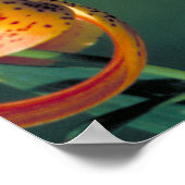 Pipevine Frack Poster (Ecke)