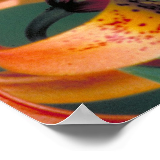 Pipevine Frack Poster (Ecke)