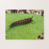 Pipevine Frack Raupe auf einem Sockel Puzzle (Horizontal)