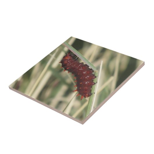 Pipevine Frack-Schmetterlings-Raupe Fliese (Seite)