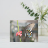 Pipevine Postcard Postkarte (Stehend Vorderseite)