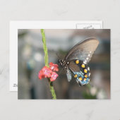 Pipevine Postcard Postkarte (Vorne/Hinten)