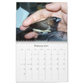 Pipi der entzückende Fink Kalender (Feb 2027)