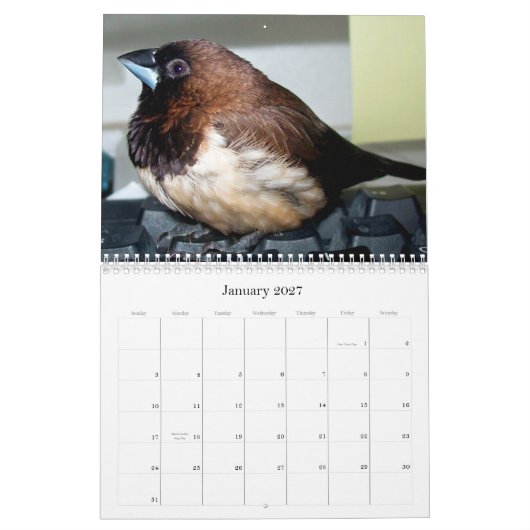 Pipi der entzückende Fink Kalender (Jan 2027)