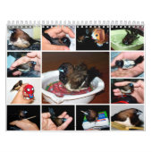Pipi der entzückende Fink Kalender (Titelbild)