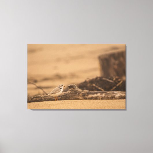 PIPING PLOVER 36 X 24 WRAPPED CANVAS DRUCK LEINWANDDRUCK (Vorderseite)