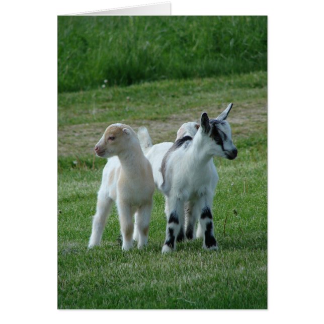 Pippi und Grau (Vorne)