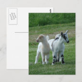 Pippi und Grau Postkarte (Vorne/Hinten)