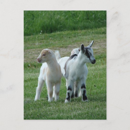 Pippi und Grau Postkarte (Vorderseite)
