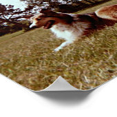 Pippin im Feld Poster (Ecke)