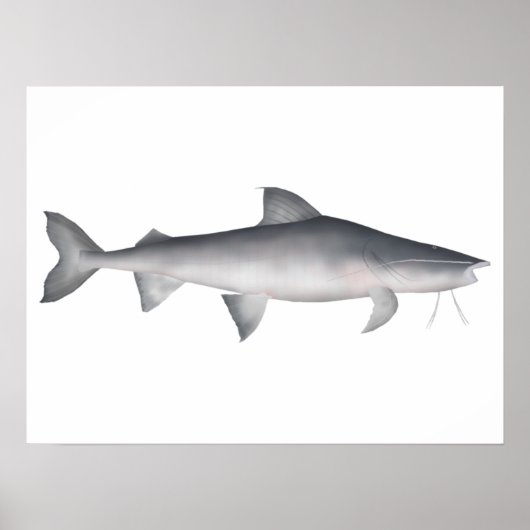 Piraiba Poster (Vorne)