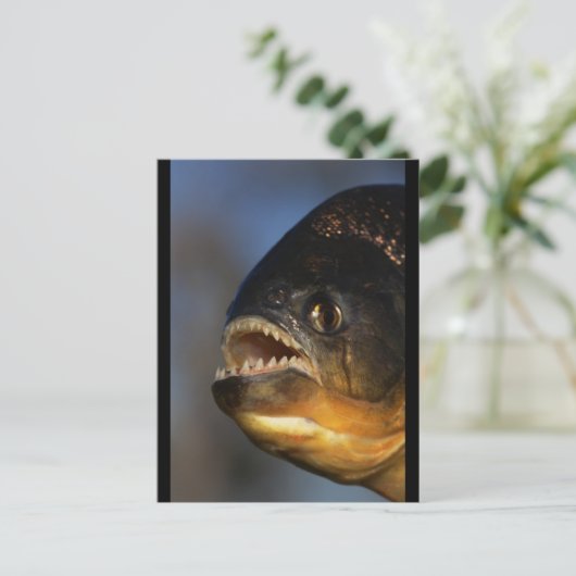 Piranha Nah-up Postkarte (Stehend Vorderseite)