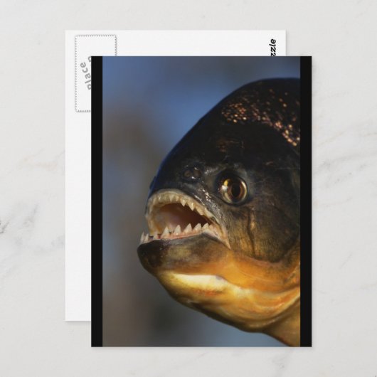 Piranha Nah-up Postkarte (Vorne/Hinten)