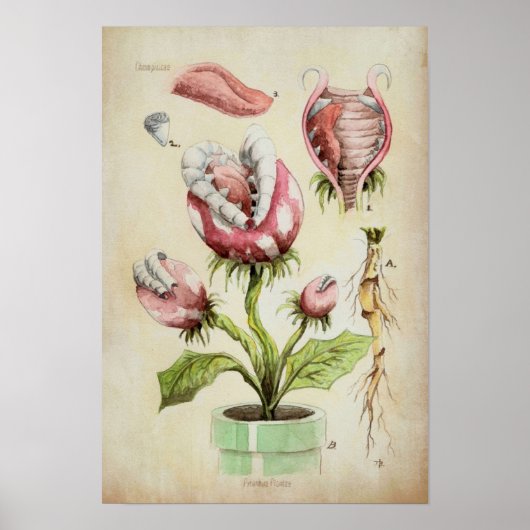 Piranha Pflanze Botanische Illustration Poster (Vorne)