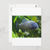Piranha Postkarte (Vorne/Hinten)