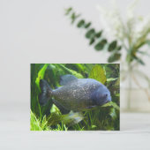 Piranha Postkarte (Stehend Vorderseite)