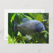 Piranha Postkarte (Vorne/Hinten)
