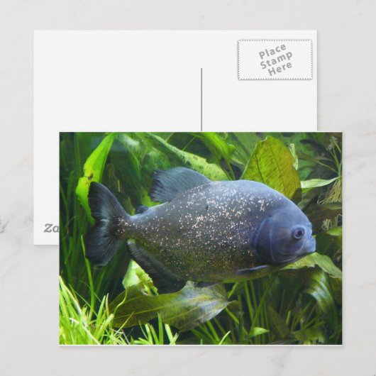 Piranha Postkarte (Vorne/Hinten)