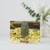 Piranha Postkarte (Stehend Vorderseite)