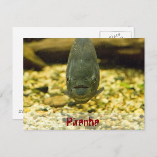 Piranha Postkarte (Vorne/Hinten)