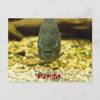 Piranha Postkarte