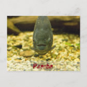 Piranha Postkarte (Vorderseite)