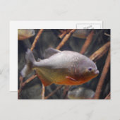 Piranha - unschuldiger Blick auf Braunfisch Postkarte (Vorne/Hinten)